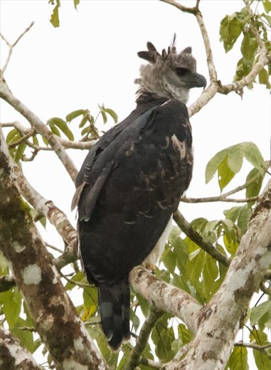 Harpy Eagle, Darién