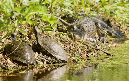 Sabine Woods Audubon Sanctuary—more than birds!