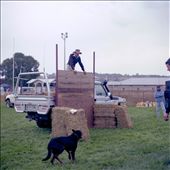 The Dog Jump : by grc, Views[398]
