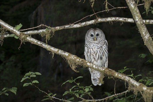 A Great Barred Owl eyeing me in Hoh Rainforest, WA.