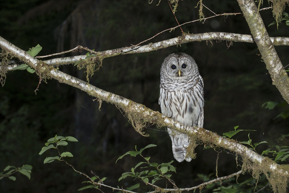 A Great Barred Owl eyeing me in Hoh Rainforest, WA.