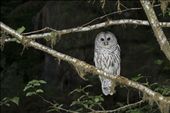 A Great Barred Owl eyeing me in Hoh Rainforest, WA.: by gsuhrie, Views[643]