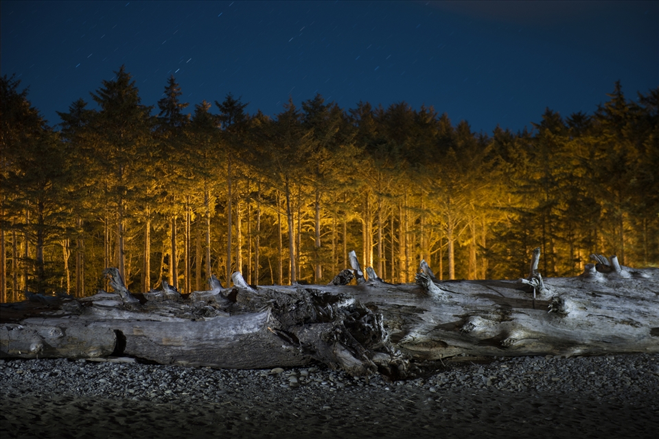 Third Beach is scattered with the remnants of great Redwoods against W. Hemlocks