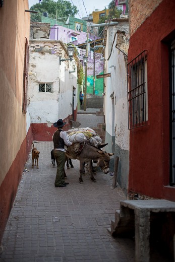 The donkey, I had lucky to find one the few people that still use animals.