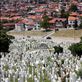 Juxtaposition of the living and the fallen at Alija Izetbegovic cemetary by: gub Views[223]
