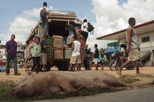 On the island, the typical transportation is the tricycle.  Jeepneys serving the rest of Coron are few and far between, which is why on scheduled trips, people are crammed together with cargo and the occasional livestock. Often, passengers go “top load” or ride on the roof throughout the bumpy journey.
