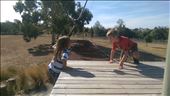 Flying Foxes: by guild_family_of_3, Views[699]