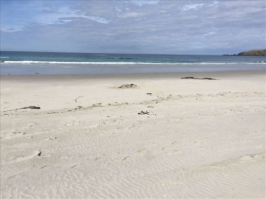 Find the Seal! Yeah, we didn't either until we almost stepped on him