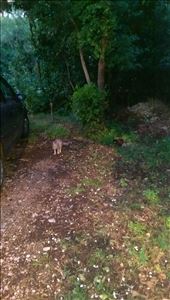 Zadar will be remembered as the city of cats! They just roam all over the city: by guild_family_of_3, Views[315]