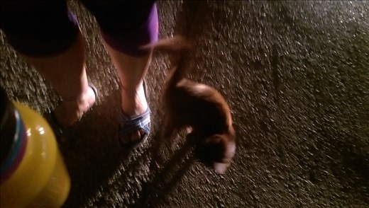 This tiny guy came up to me on my walk back from Zumba and was circling my feet