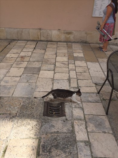 Cats in Zadar. They roam the whole city!! Seriously, I have 18 pictures of cats just from the last week we were there. Conner heaven :)