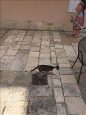 Cats in Zadar. They roam the whole city!! Seriously, I have 18 pictures of cats just from the last week we were there. Conner heaven :): by guild_family_of_3, Views[381]