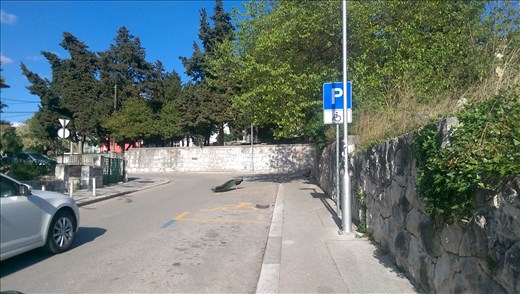 Peacocks roaming the streets in Split!