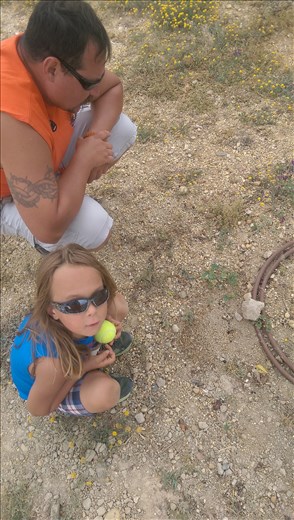 Watching industrious ants at the park