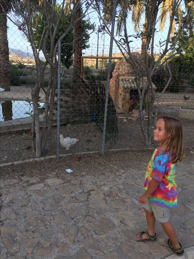 Ok, seriously there are peacocks everywhere