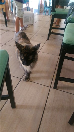 Meet Meri, the largest cat I have ever seen!