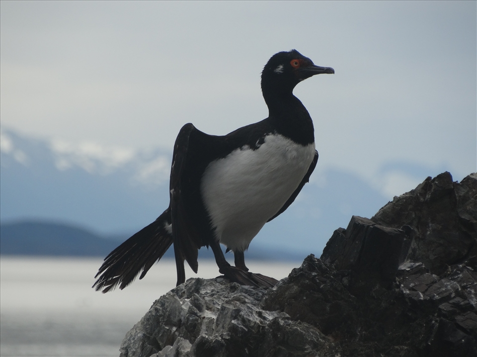 The Rock Shag - Sony HX300