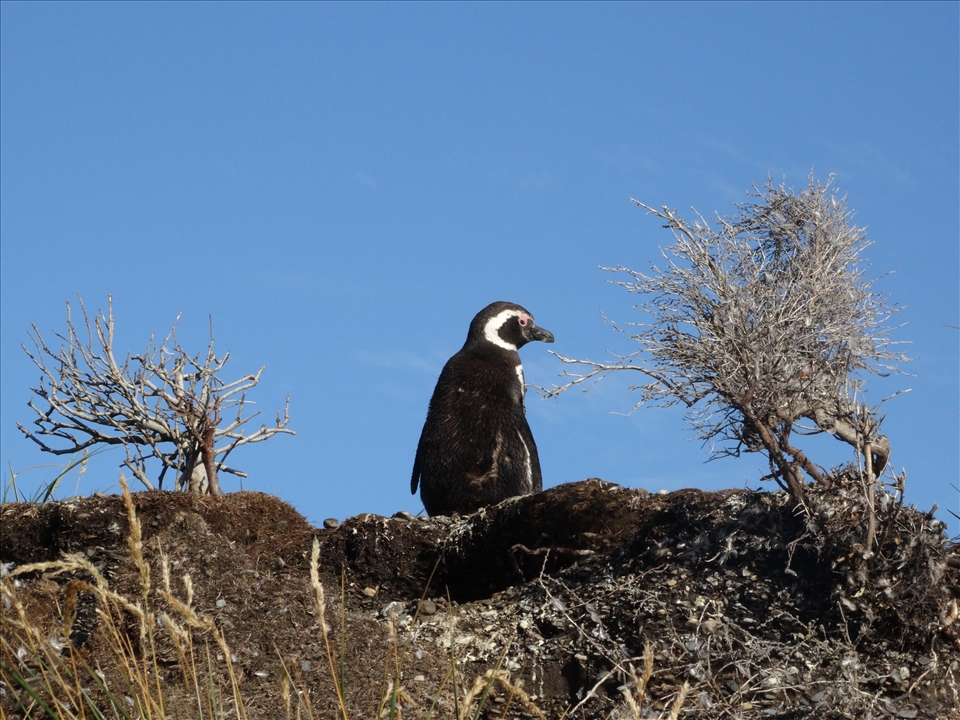 The Magellanic Penguin - Sony HX300