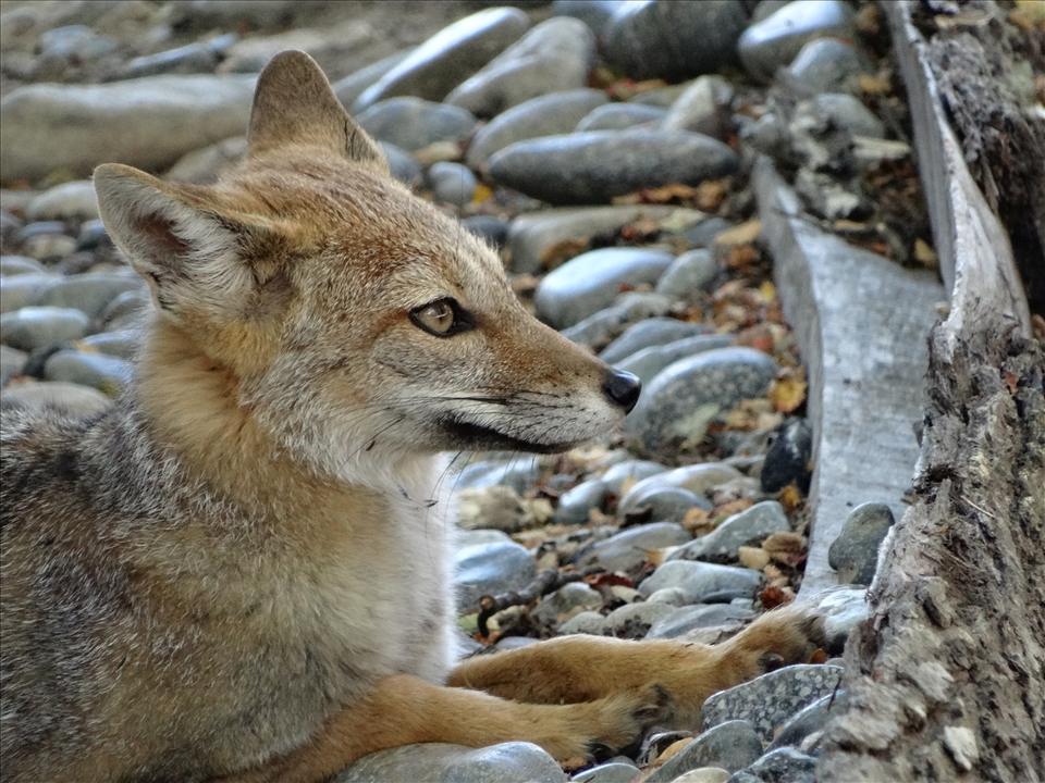 The Patagonic Fox - Sony HX300