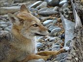 The Patagonic Fox - Sony HX300: by guinv8, Views[532]