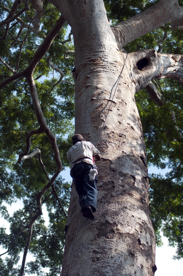 Monitoring the young macaw pigeons is necessary for their survival.