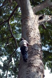 Monitoring the young macaw pigeons is necessary for their survival.: by guirocris, Views[418]