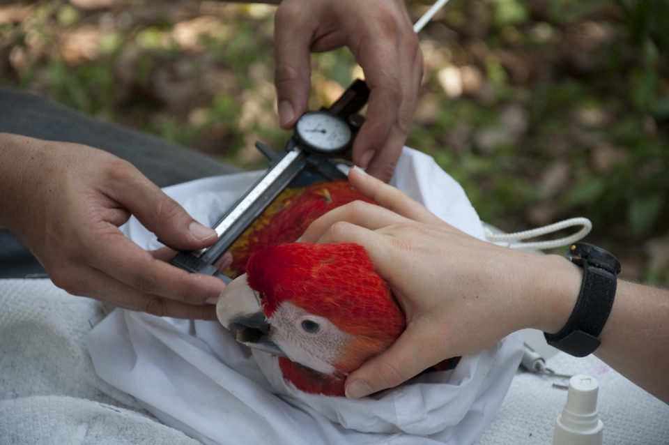 Macaws are illegally sold for thousands of dollars in the black market.