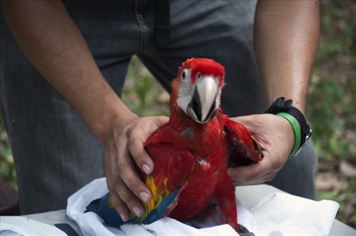 I want to keep seeing them flying free in their home, the Mayan jungle.