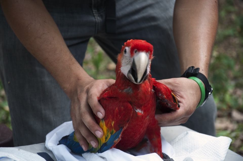 I want to keep seeing them flying free in their home, the Mayan jungle.