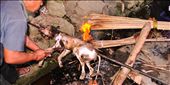 roasted dog to eat at Mizoram : by guru, Views[368]