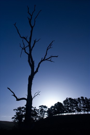 This deadwood tree on the property is silhouetted beautifully against the sunset and distant ridged tree line.  I found myself staring at the contoured and almost skeletal limbs of the long dead tree.
