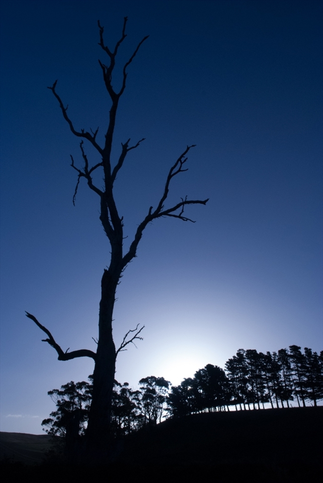 This deadwood tree on the property is silhouetted beautifully against the sunset and distant ridged tree line.  I found myself staring at the contoured and almost skeletal limbs of the long dead tree.