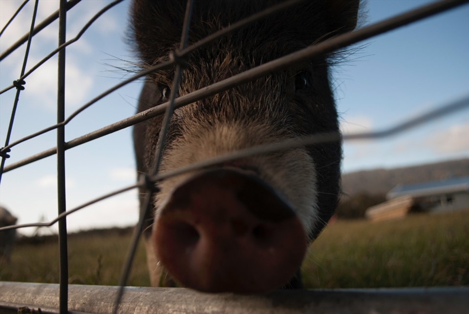 Eyes are the window to the soul which is plain to see with Nadia, one of Mum’s 5 pigs.  She is truly the most beautiful, gentle and inquisitive pig I’ve come across.  If you look hard enough you can just make out her gently fluttering long eyelashes over her comforting eyes.