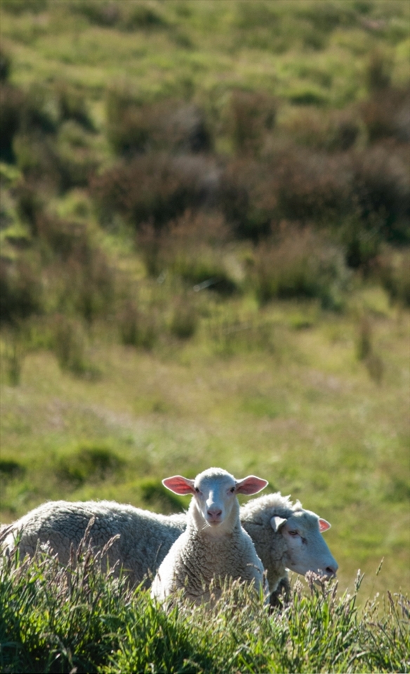 A young lamb keeps its eyes and ears tuned in to my every move.  Nothing on the property goes by unnoticed when ‘The Watchman’ is on the case.