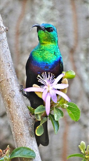 Violet-breasted Sunbirds are extremely fast but will stop briefly for nectar.