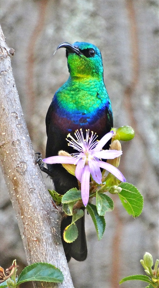Violet-breasted Sunbirds are extremely fast but will stop briefly for nectar.
