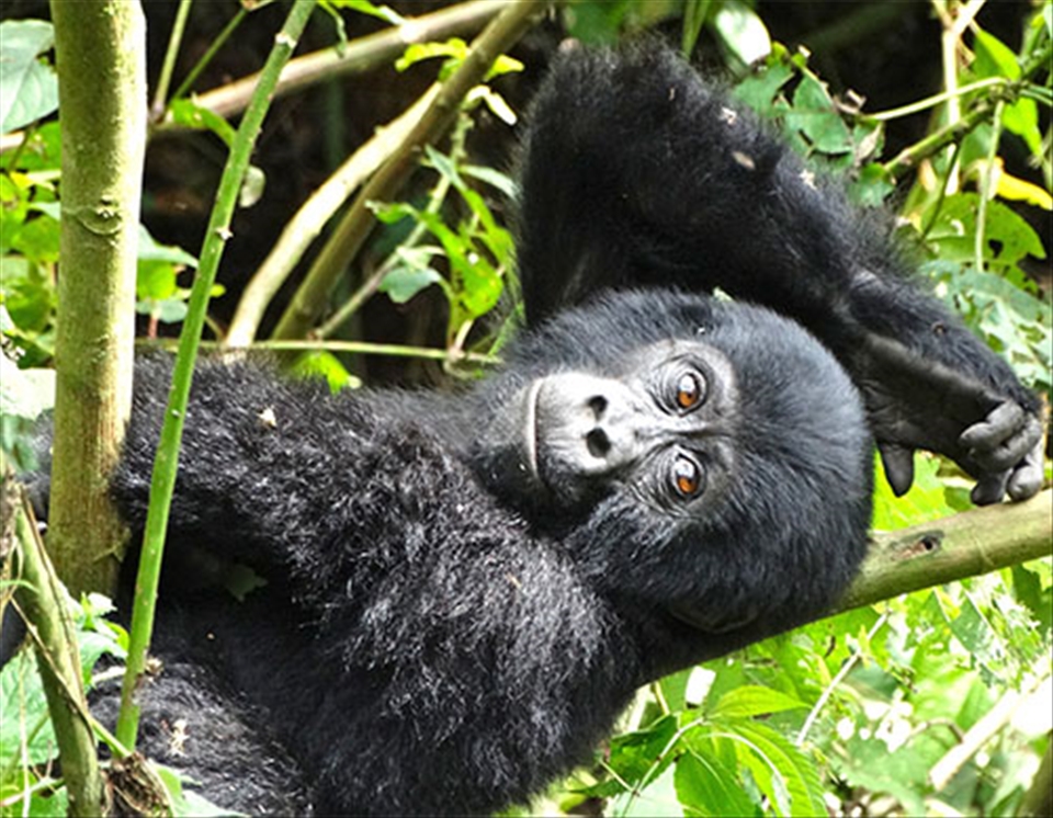 This young gorilla climbed up a small tree, eventually causing it to bend.