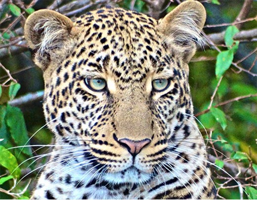 This young female leopard had her leering eyes on a small herd of wildebeest.