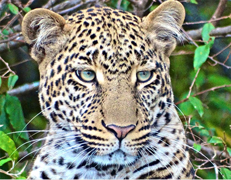 This young female leopard had her leering eyes on a small herd of wildebeest.