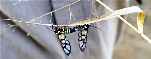 Even the smallest animals, like these moths, keep the circle of life going.