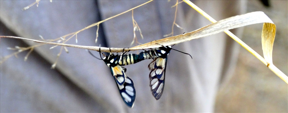 Even the smallest animals, like these moths, keep the circle of life going.