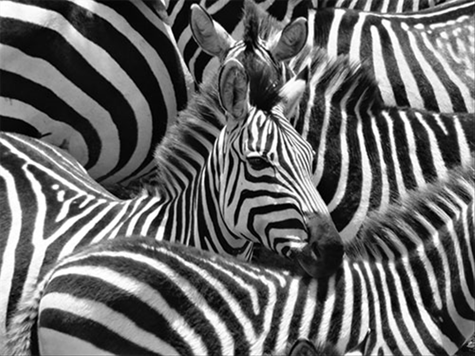 A dazzle of zebra huddle together during a river crossing in the Masai Mara.