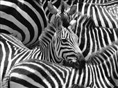 A dazzle of zebra huddle together during a river crossing in the Masai Mara.: by guyfentonphotography, Views[376]