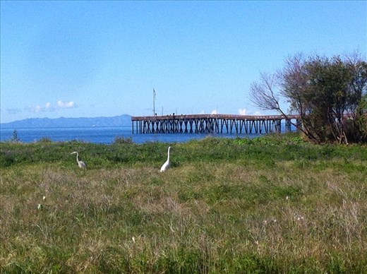Ventura pier, Channel Islands, 2 egrets