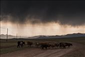 Cow herd heading towards storm clouds.: by gypsytraveller, Views[271]