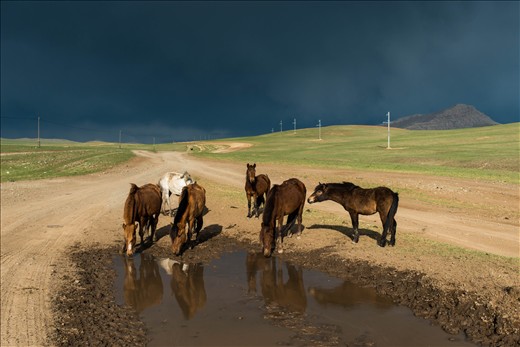 Horses drinking from a fresh rain-filled pool. 