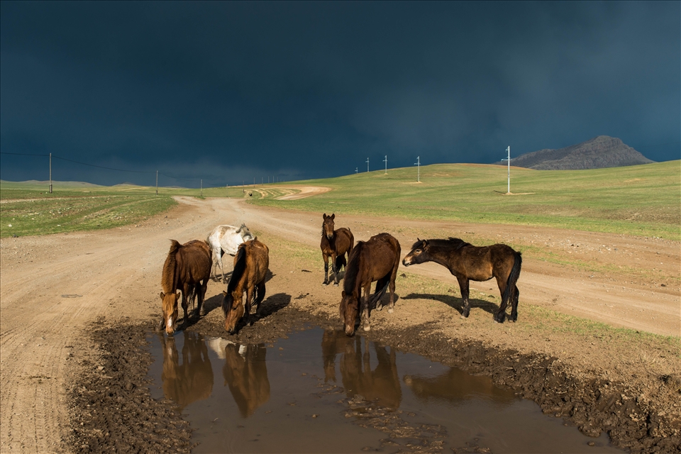 Horses drinking from a fresh rain-filled pool. 