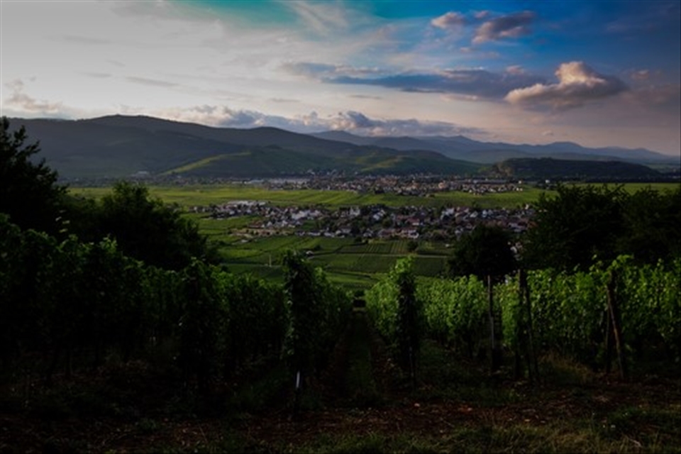An evening over a vineyard in Alsace, this shot was taken two steps from the entrance of my tent.