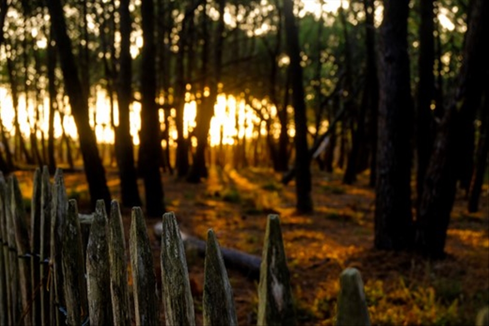 A golden evening in the French Landes, heading to beach through the woods.