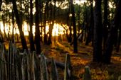 A golden evening in the French Landes, heading to beach through the woods.: by gzegosch, Views[564]